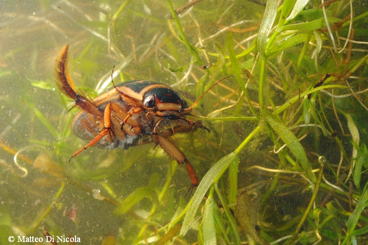 Ditisco (Dytiscus marginalis)